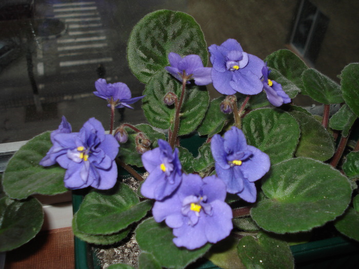 violeta albastra - ianuarie 2010