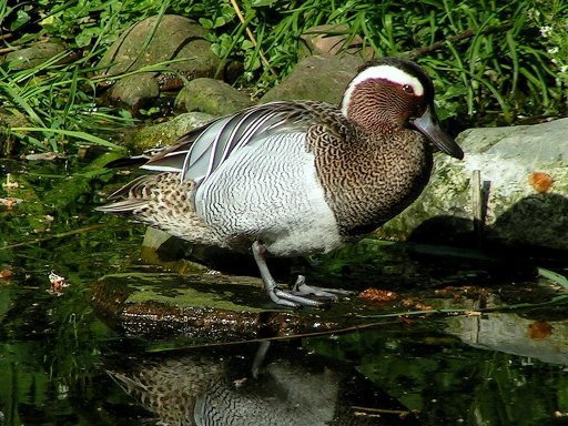 RATA MICA