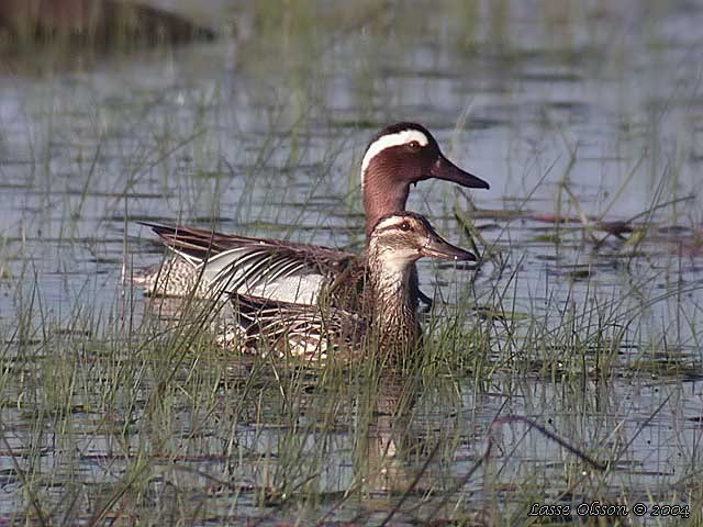 RATA MICA - RATE EXOTICE