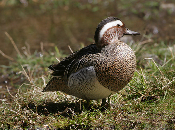 RATA MICA - RATE EXOTICE