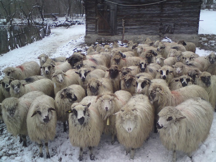 oi iarna - animale
