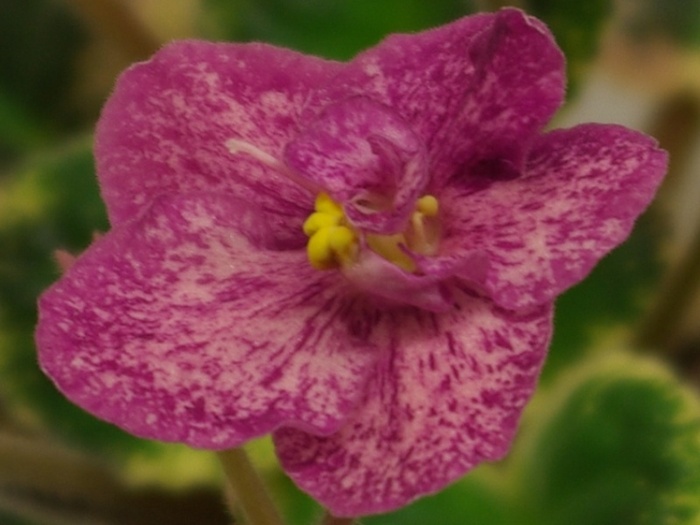 SG107731 - Buckeye Cherry Freckles