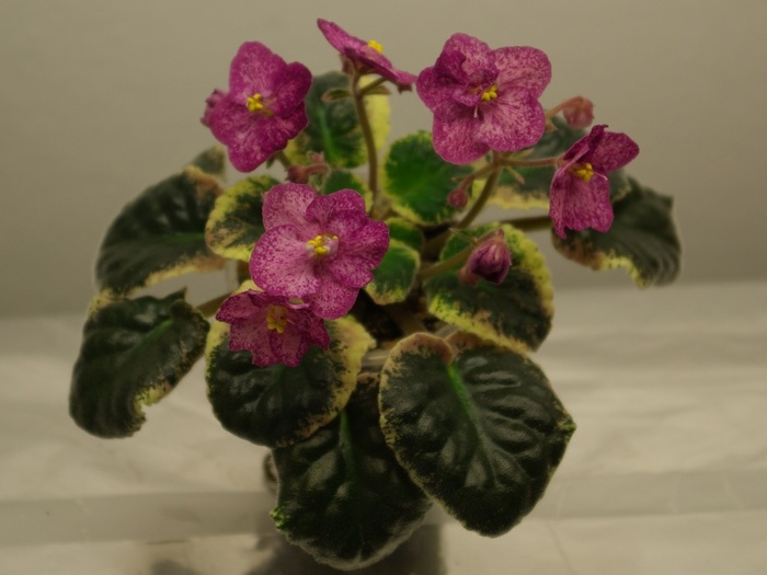 SG107735 - Buckeye Cherry Freckles