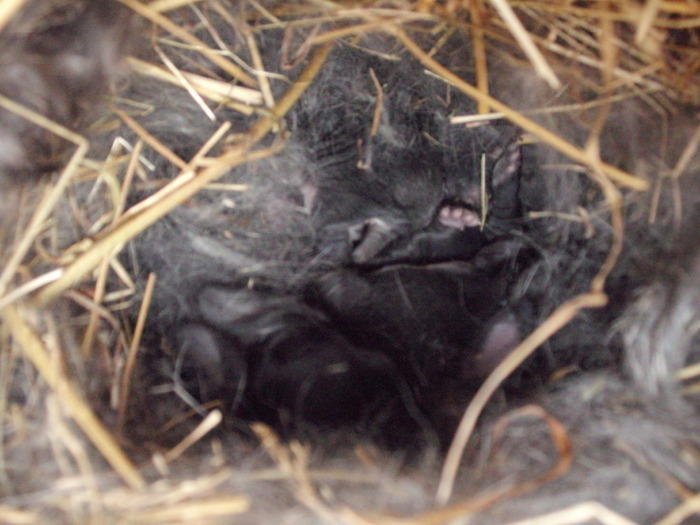 6 pui din 10 martie 2010