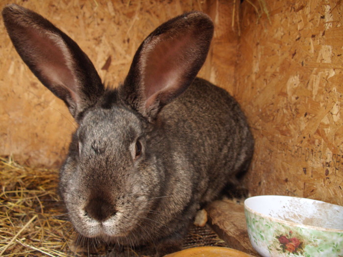 Mama- 8 luni metis urias gri fer