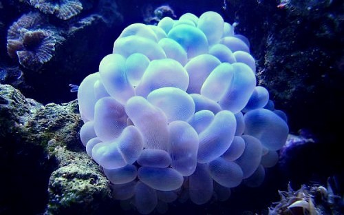 bubble-coral - Minunile lumi