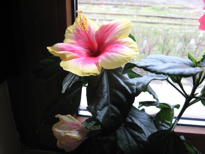 Picture 1174 - florile mele