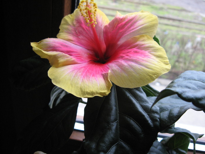 Picture 1173 - florile mele