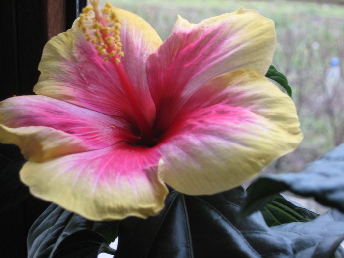 Picture 1175 - florile mele