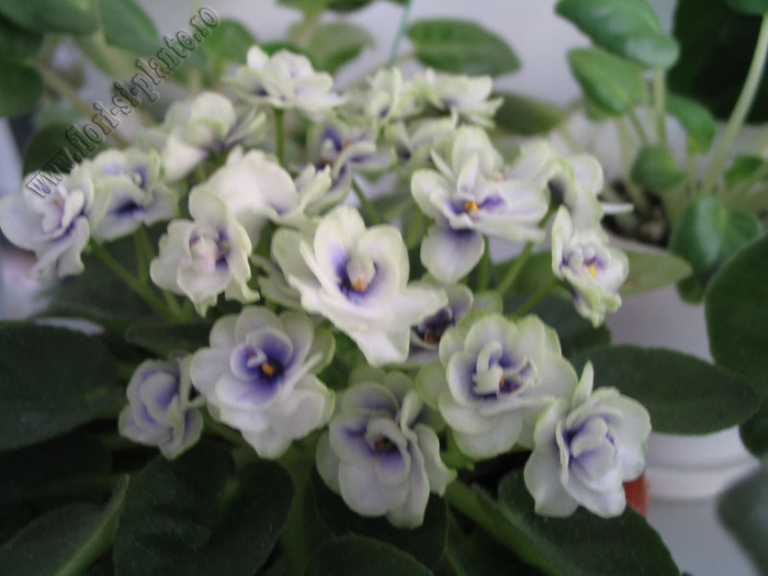 Saintpaulia Thunder Surprise 7 - VIOLETE AFRICANE  - Saintpaulia