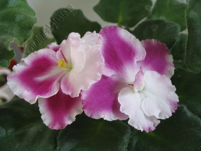 Saintpaulia Crimson ice 5 - VIOLETE AFRICANE  - Saintpaulia