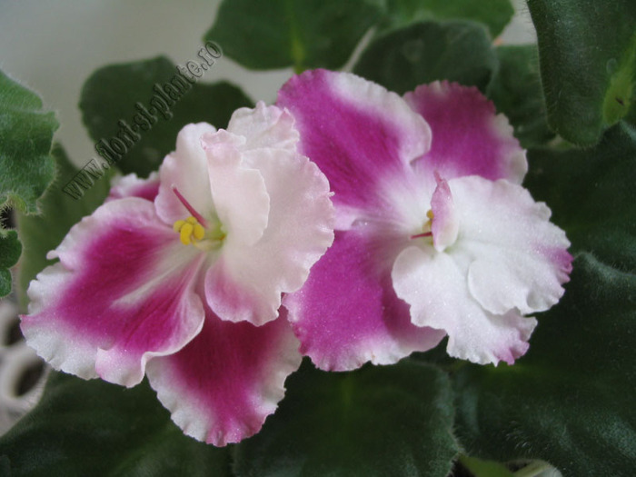 Saintpaulia Crimson ice 6 - VIOLETE AFRICANE  - Saintpaulia