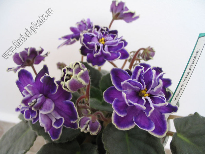 Saintpaulia King's Treasure 4 - VIOLETE AFRICANE  - Saintpaulia