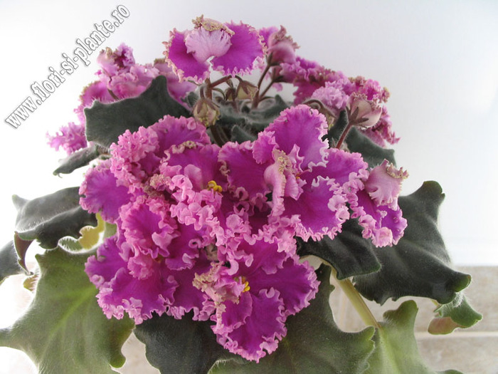 Saintpaulia Rosie Ruffles 10 - VIOLETE AFRICANE  - Saintpaulia