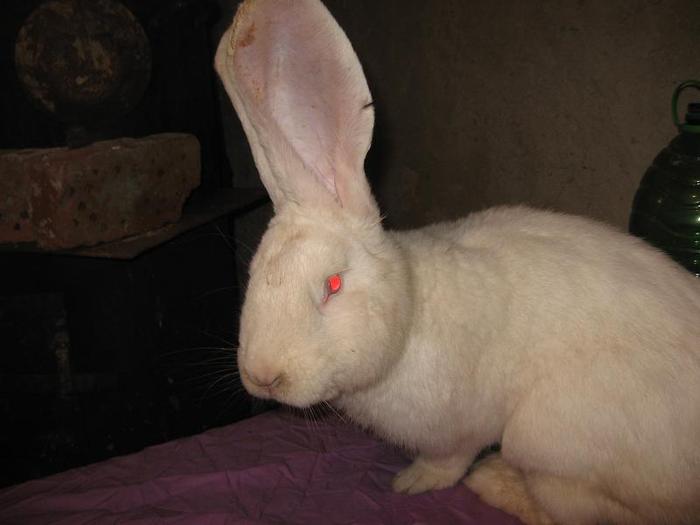 Mascul Urias alb 11luni