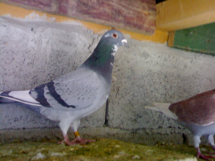 mascul - porumbei 2009