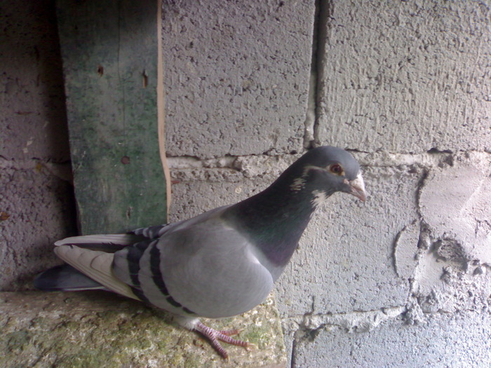 mascul - porumbei 2008