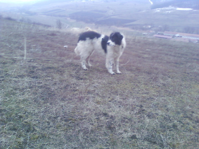 vanduta - CAINI DE BUCOVINA 2010