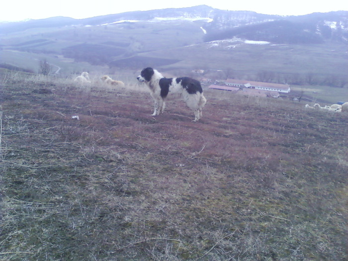 vanduta - CAINI DE BUCOVINA 2010