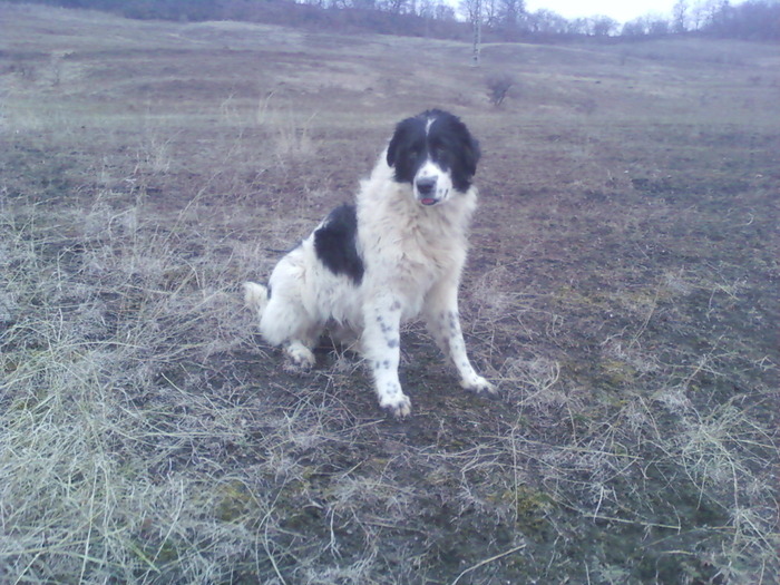 vanduta - CAINI DE BUCOVINA 2010