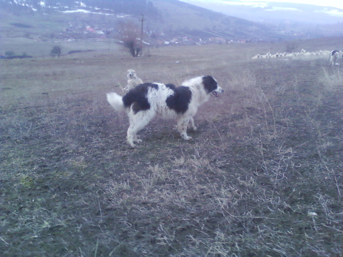 vandut - CAINI DE BUCOVINA 2010