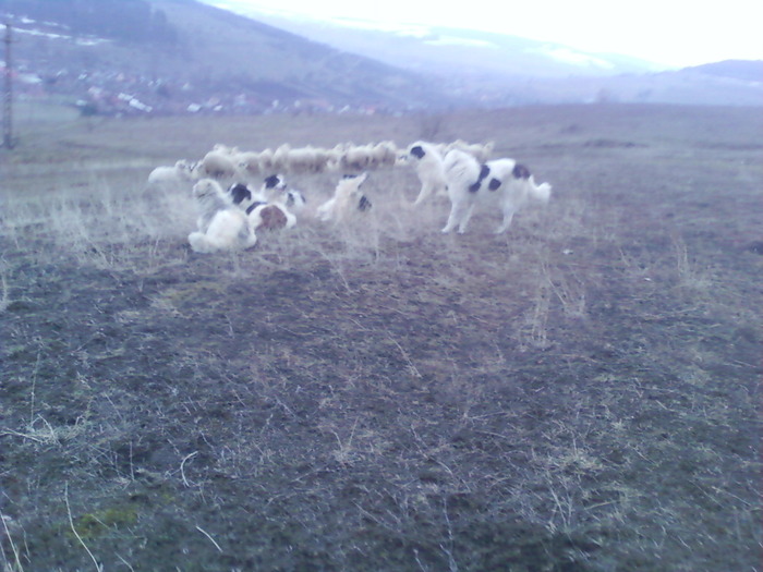 Fotografii-0224