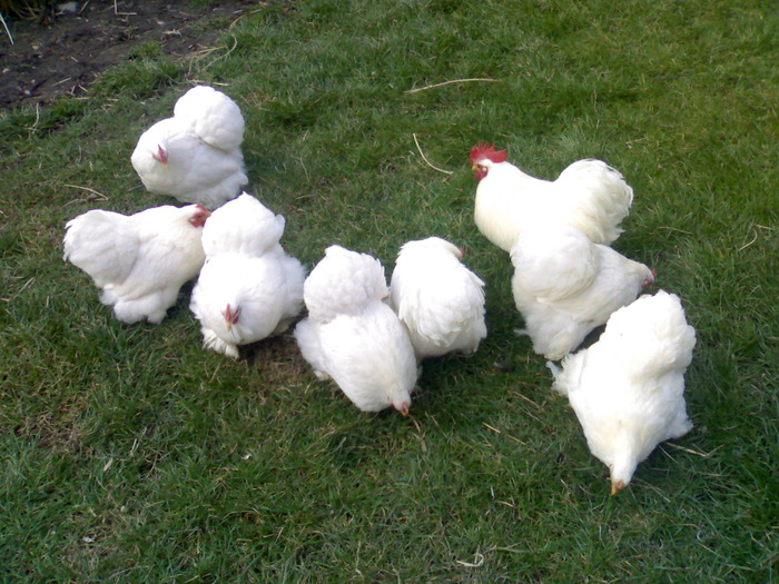  - COCHINCHINA pitic ALB