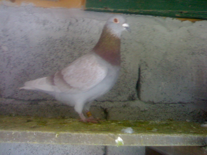 mascul - porumbei 2009