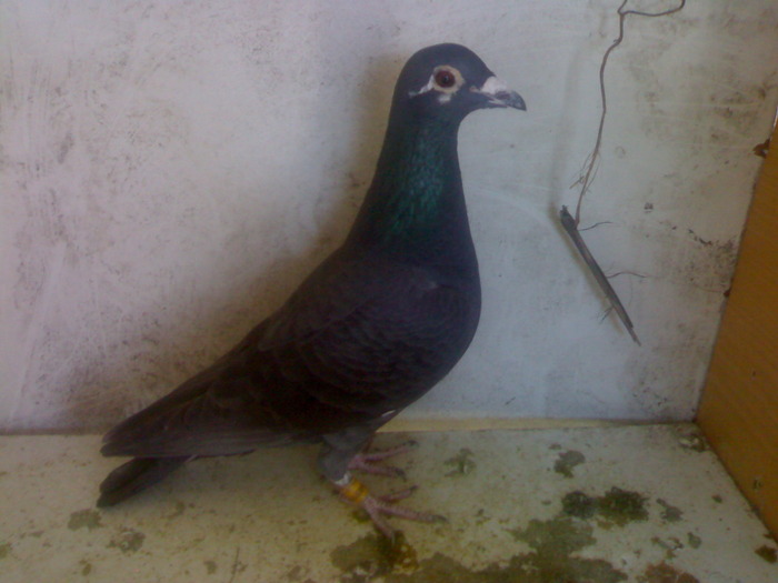 femela - porumbei 2009