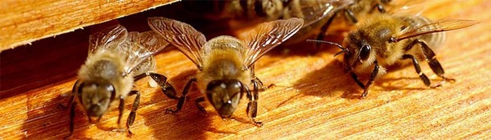 abeille_7 - apicultura dezastre