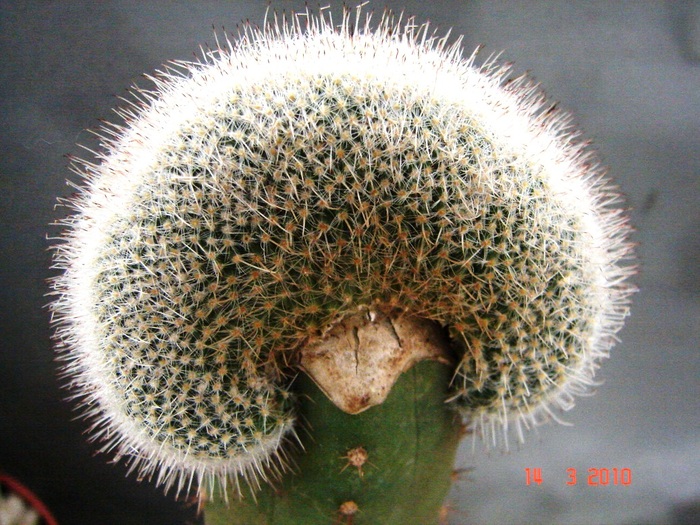 Mamillaria geminispina - Cristate si monstruoase