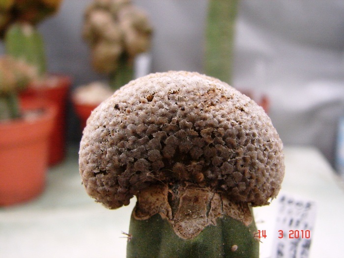 Pelecyphora pectinata - Cristate si monstruoase