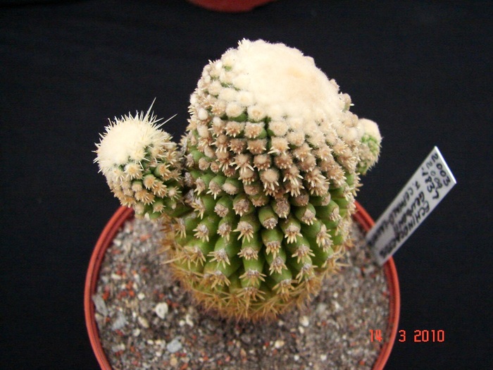 Echinocactus grusonii f. cephalo lanata - Cristate si monstruoase