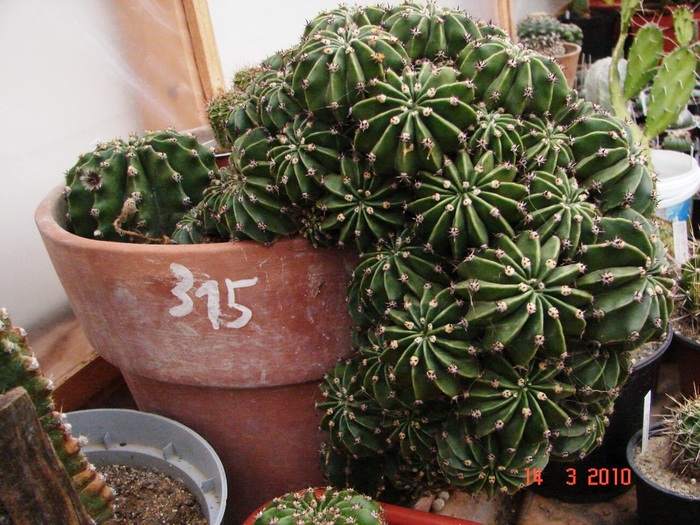 Echinopsis eyresii