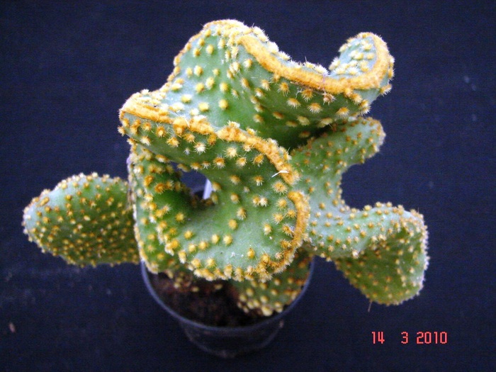 Opuntia microdasys - Cristate si monstruoase