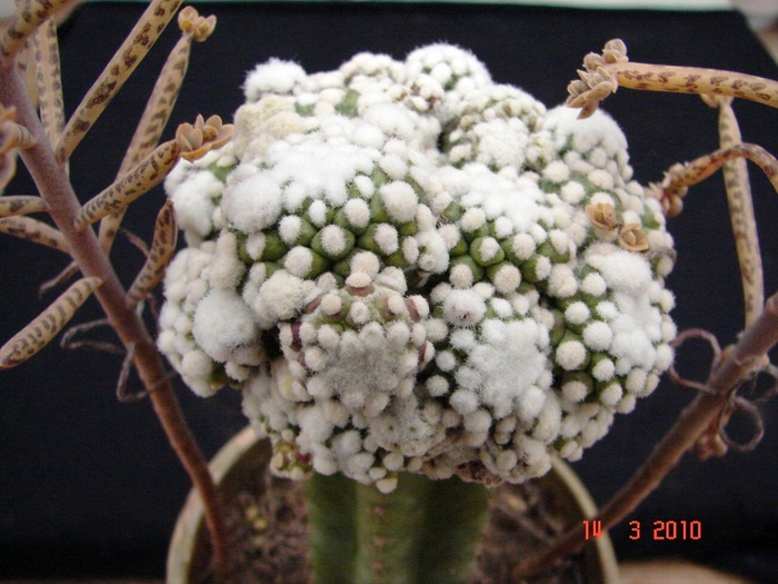 Mamillaria rhodantha - Cristate si monstruoase