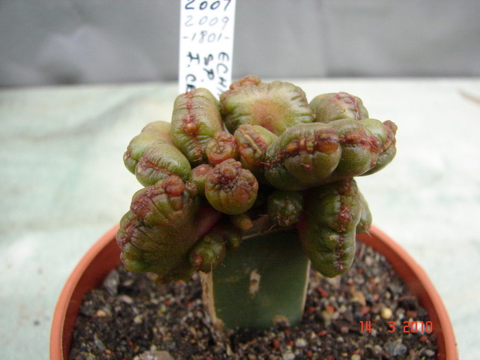 Echinopsis ? - Cristate si monstruoase