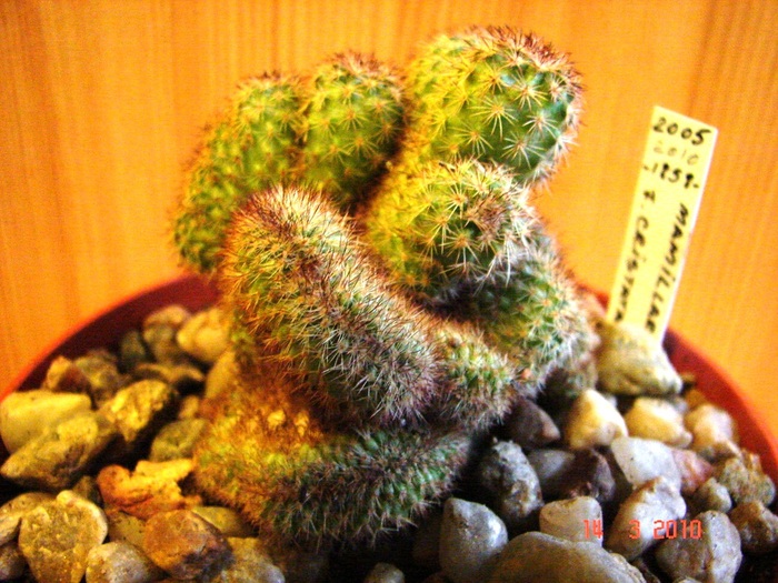 Mamillaria - Cristate si monstruoase