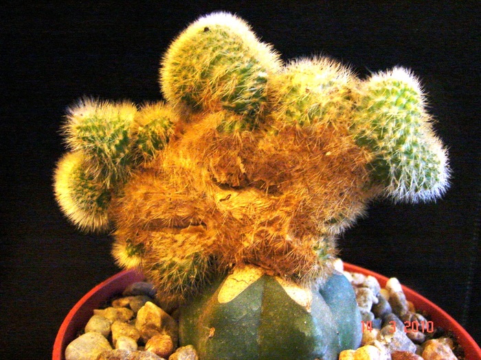 Cleistocactus