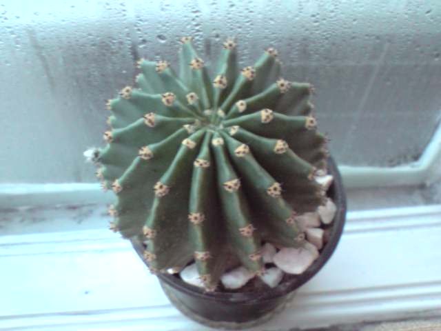 P140310_17.58 - echinopsis