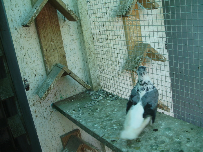 PC063004 - 1759 Dan Nadoleanu