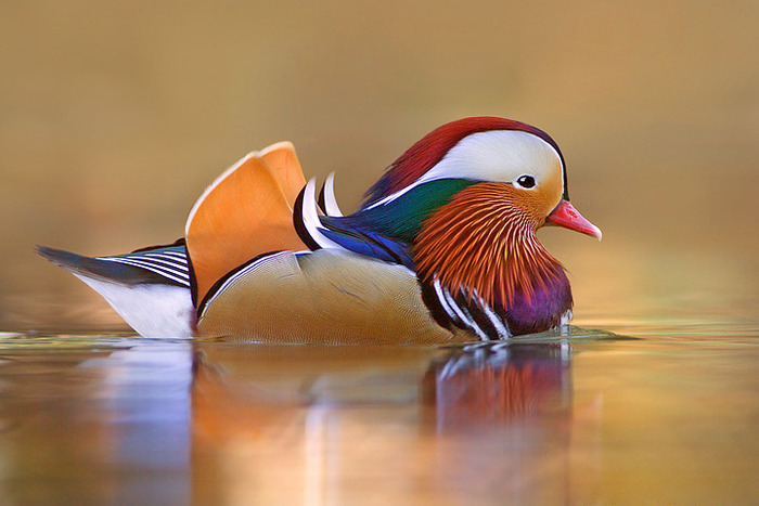RATA MANDARIN