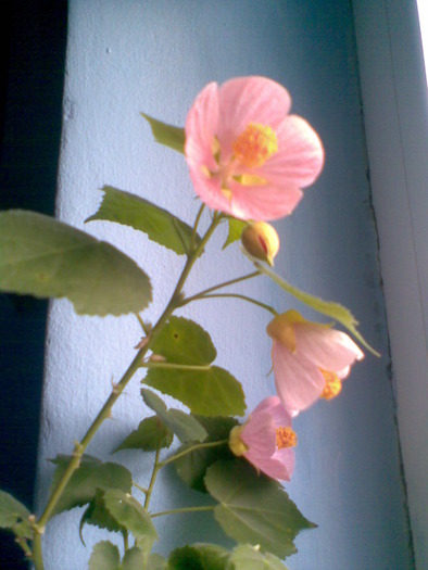 Abutilon roz - ABUTILON-2010