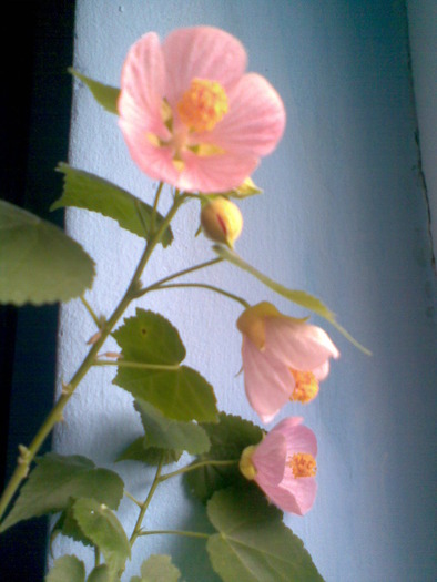 Multumesc, Valentina33! - ABUTILON-2010