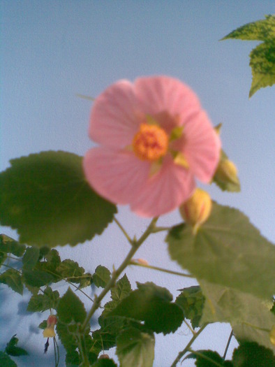 A inflorit pe 8 martie - ABUTILON-2010