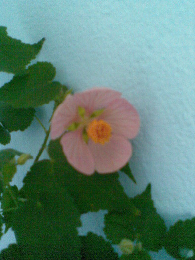  - ABUTILON-2010