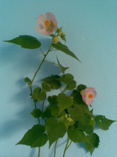  - ABUTILON-2010