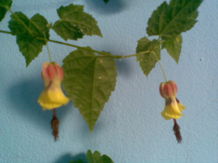  - ABUTILON-2010