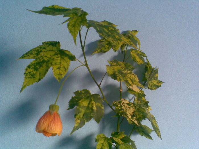 Abutilon Pictum; L-am cumparat ca fiind crem dar a inflorit portocaliu
