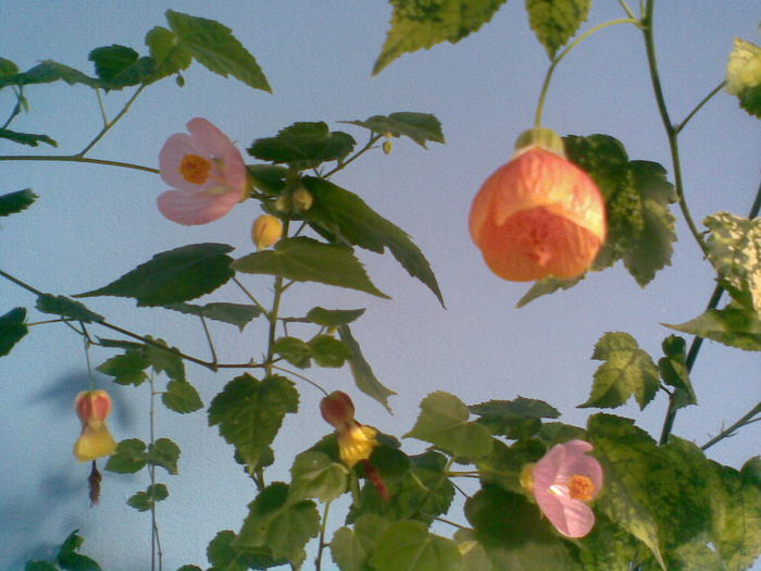  - ABUTILON-2010